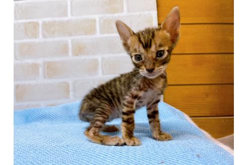 成約済の東京都のトイガー-28268の1枚目