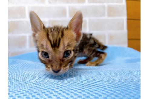 成約済の東京都のトイガー-28268の4枚目