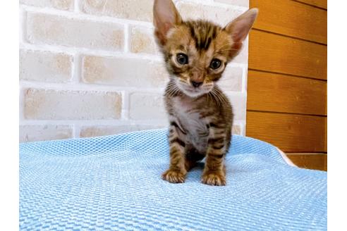 成約済の東京都のトイガー-28268の2枚目