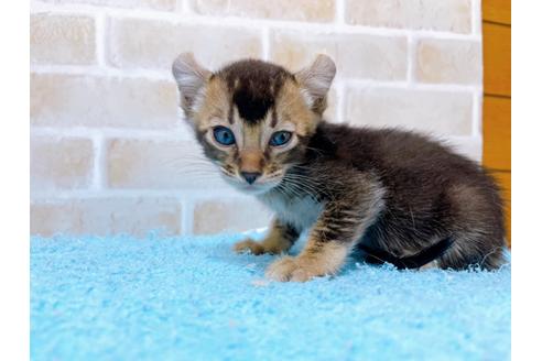 成約済の東京都のアメリカンカール-28270の3枚目