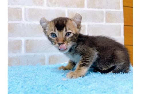 成約済の東京都のアメリカンカール-28270の2枚目