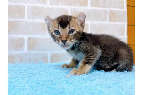 成約済の東京都のアメリカンカール-28270の1枚目