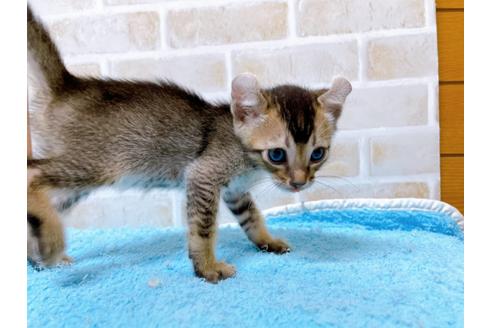 成約済の東京都のアメリカンカール-28271の4枚目