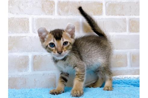 成約済の東京都のアメリカンカール-28271の2枚目