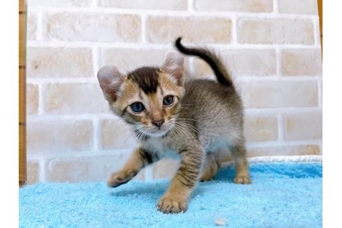 成約済の東京都のアメリカンカール-28271の1枚目