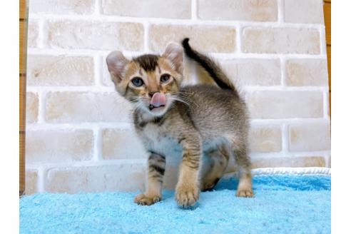 成約済の東京都のアメリカンカール-28271の3枚目