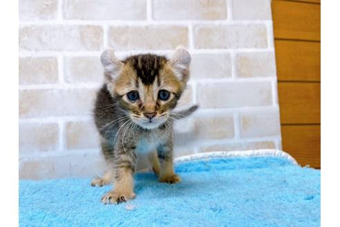 成約済の東京都のアメリカンカール-28272