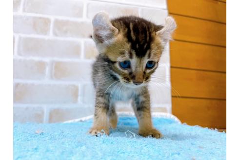 成約済の東京都のアメリカンカール-28272の3枚目