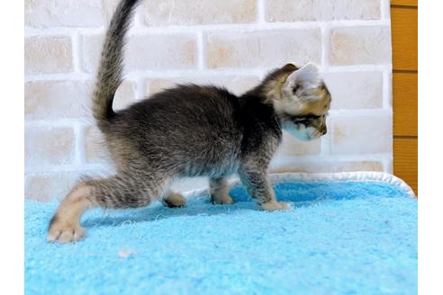 成約済の東京都のアメリカンカール-28272の4枚目