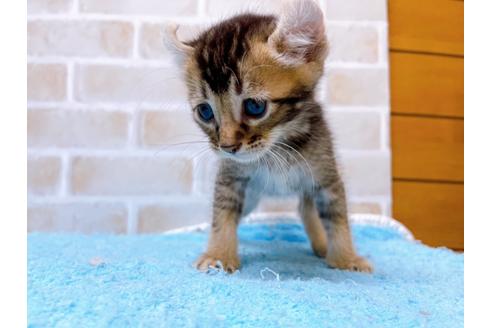 成約済の東京都のアメリカンカール-28272の5枚目