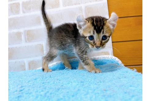 成約済の東京都のアメリカンカール-28272の2枚目