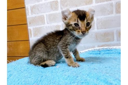 成約済の東京都のアメリカンカール-28273の4枚目