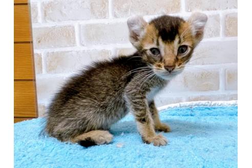 成約済の東京都のアメリカンカール-28273