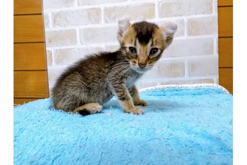 成約済の東京都のアメリカンカール-28273の2枚目