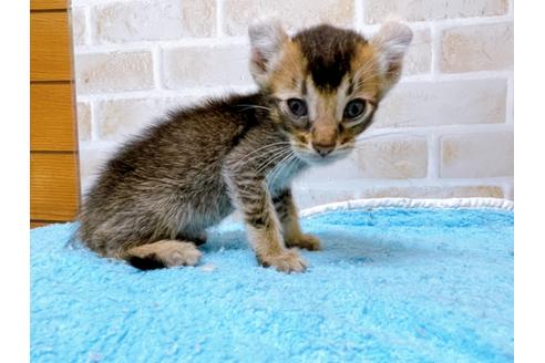 成約済の東京都のアメリカンカール-28273の3枚目