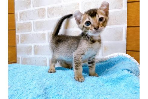 成約済の東京都のアメリカンカール-28274の1枚目