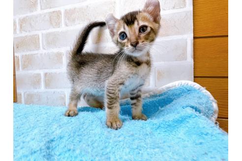 成約済の東京都のアメリカンカール-28274の2枚目