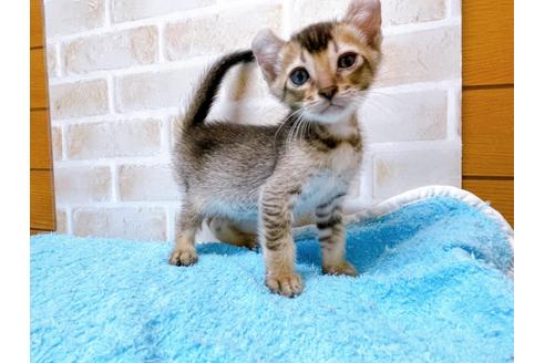 成約済の東京都のアメリカンカール-28274の3枚目