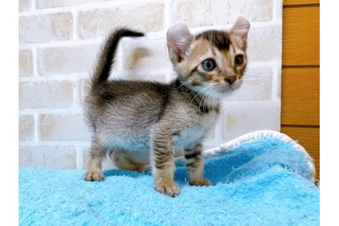 成約済の東京都のアメリカンカール-28274の4枚目