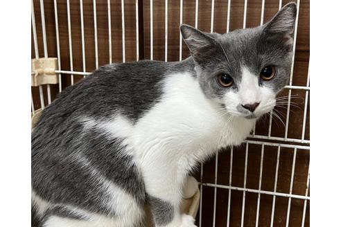 成約済の埼玉県のスコティッシュフォールド-21844の7枚目