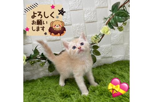 成約済の埼玉県のマンチカン-28375の2枚目