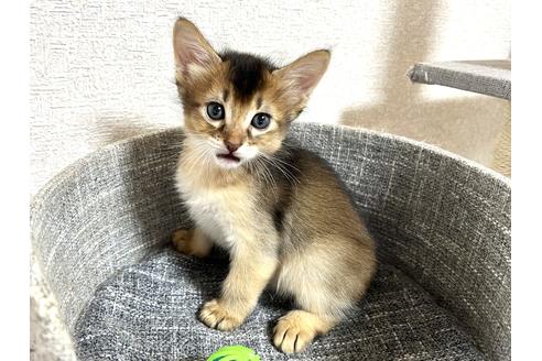 成約済の千葉県のソマリ-27566の4枚目