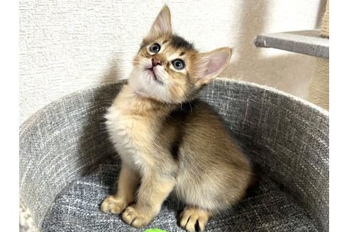 成約済の千葉県のソマリ-27566の3枚目