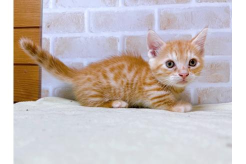 成約済の東京都のジェネッタ-28445の5枚目