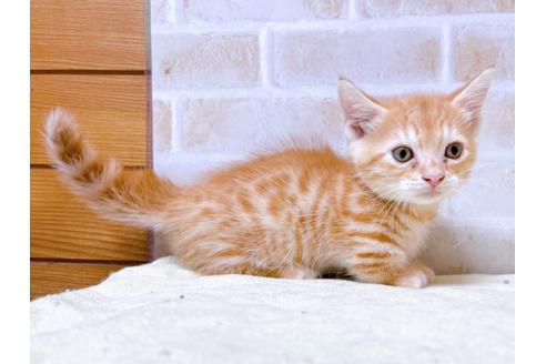 成約済の東京都のジェネッタ-28445の6枚目