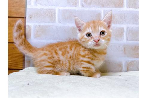 成約済の東京都のジェネッタ-28445の1枚目