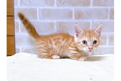 成約済の東京都のジェネッタ-28445の2枚目