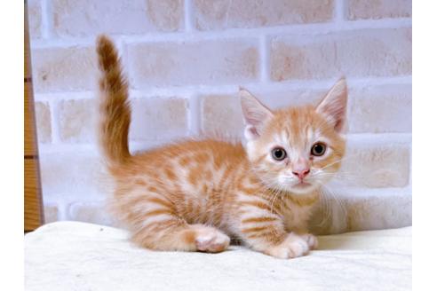 成約済の東京都のジェネッタ-28445の3枚目