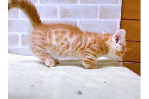 成約済の東京都のジェネッタ-28445の4枚目