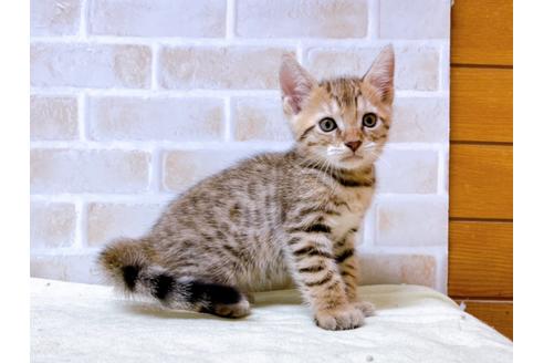 成約済の東京都のジェネッタ-28447の2枚目