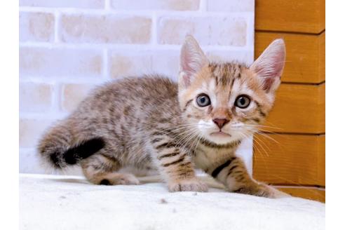 成約済の東京都のジェネッタ-28447の3枚目