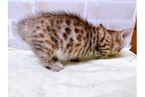 成約済の東京都のジェネッタ-28447の4枚目