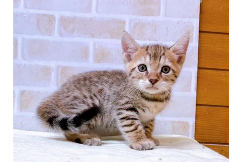 成約済の東京都のジェネッタ-28447の1枚目