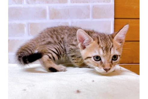 成約済の東京都のジェネッタ-28447の5枚目