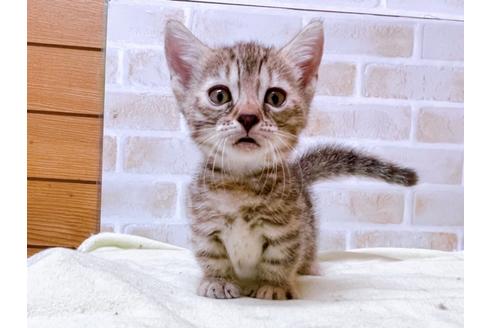 成約済の東京都のジェネッタ-28446の2枚目