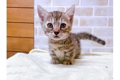 成約済の東京都のジェネッタ-28446の1枚目