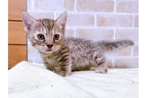 成約済の東京都のジェネッタ-28446の3枚目