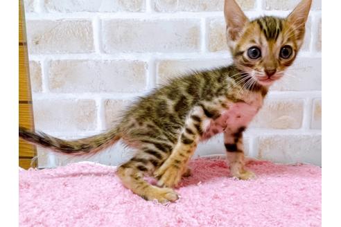 成約済の東京都のトイガー-28449の4枚目