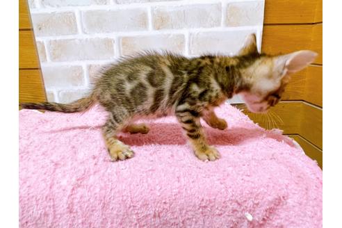 成約済の東京都のトイガー-28449の2枚目