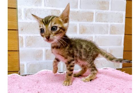 成約済の東京都のトイガー-28449の3枚目