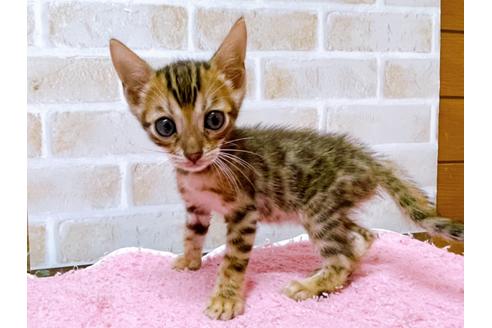 成約済の東京都のトイガー-28449の1枚目