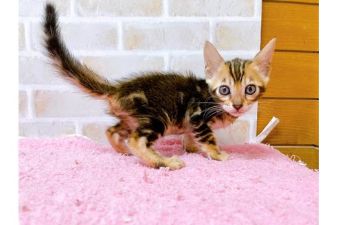 成約済の東京都のトイガー-28450の1枚目