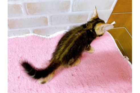 成約済の東京都のトイガー-28450の2枚目