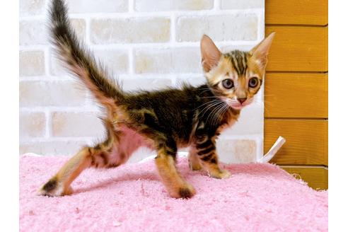 成約済の東京都のトイガー-28450の3枚目