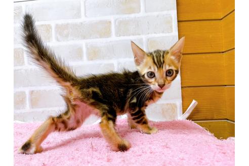 成約済の東京都のトイガー-28450の4枚目