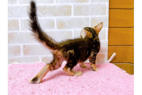 成約済の東京都のトイガー-28450の5枚目